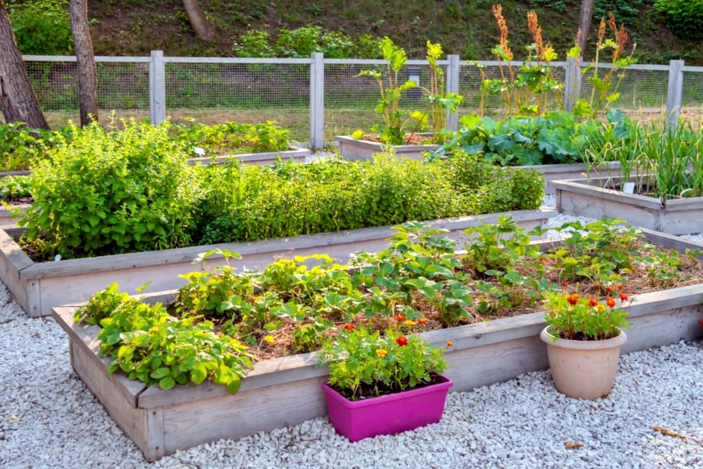 Effortless Elegance: 10 Low-Maintenance Plants for a Stunning Garden